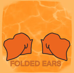 (c) Folded ears