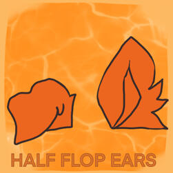 (c) Half flop ears