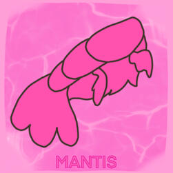 (m) Mantis Tail